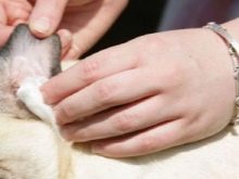 Суміш мопса і китайського чубатого (17 фото): характер породи, виховання та догляд