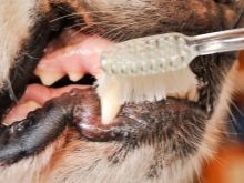 Суміш мопса і китайського чубатого (17 фото): характер породи, виховання та догляд