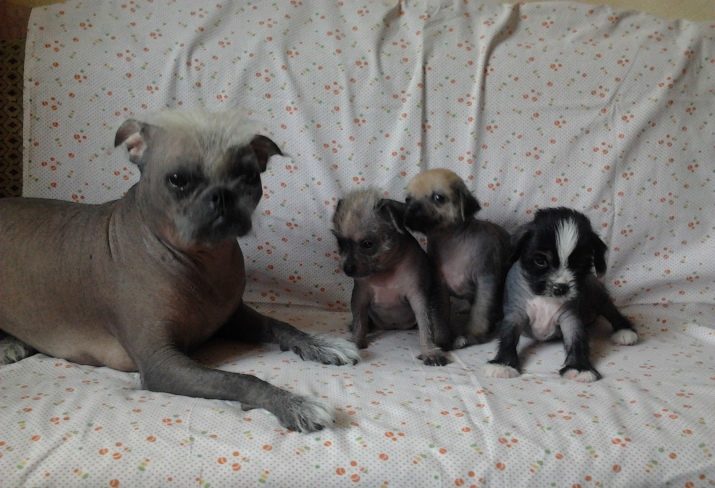 Суміш мопса і китайського чубатого (17 фото): характер породи, виховання та догляд