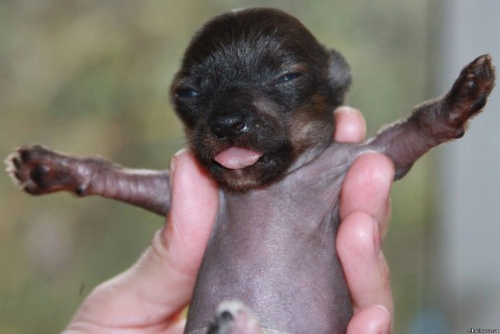 Суміш мопса і китайського чубатого (17 фото): характер породи, виховання та догляд