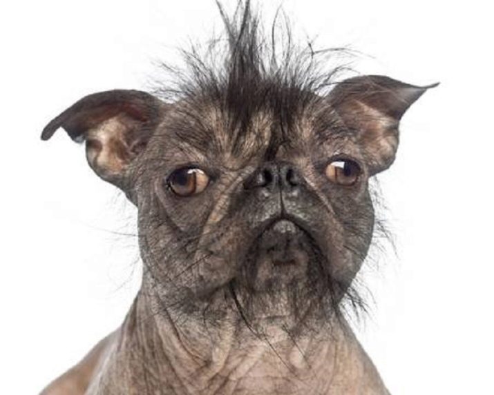 Суміш мопса і китайського чубатого (17 фото): характер породи, виховання та догляд