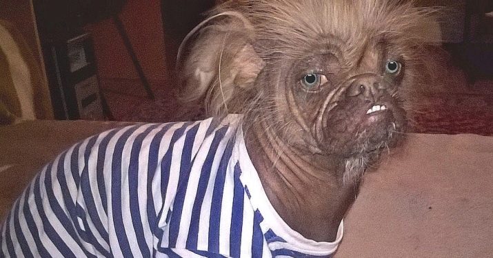 Суміш мопса і китайського чубатого (17 фото): характер породи, виховання та догляд