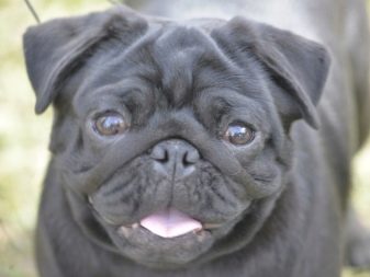 Суміш мопса і китайського чубатого (17 фото): характер породи, виховання та догляд