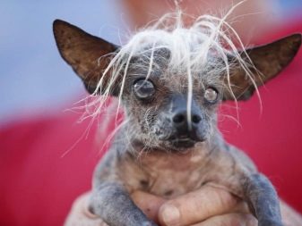 Суміш мопса і китайського чубатого (17 фото): характер породи, виховання та догляд