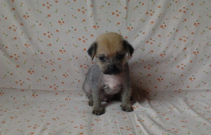 Суміш мопса і китайського чубатого (17 фото): характер породи, виховання та догляд