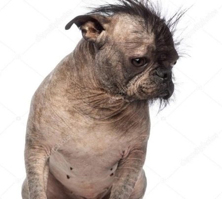 Суміш мопса і китайського чубатого (17 фото): характер породи, виховання та догляд