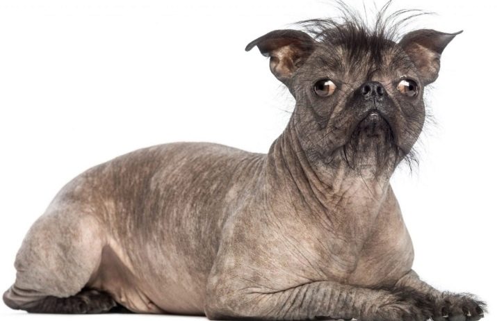 Суміш мопса і китайського чубатого (17 фото): характер породи, виховання та догляд