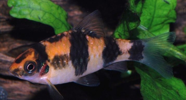 Сумісність барбусов з іншими рибами (23 фото): з ким вони вживаються в акваріумі? З якими рибками зміст суматранських барбусов небажано?