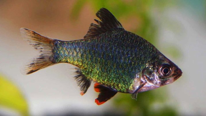 Сумісність барбусов з іншими рибами (23 фото): з ким вони вживаються в акваріумі? З якими рибками зміст суматранських барбусов небажано?