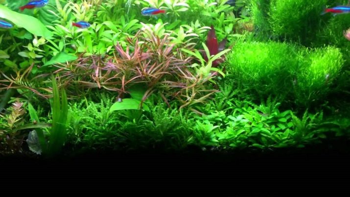 Сумісність барбусов з іншими рибами (23 фото): з ким вони вживаються в акваріумі? З якими рибками зміст суматранських барбусов небажано?