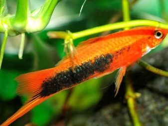 Сумісність барбусов з іншими рибами (23 фото): з ким вони вживаються в акваріумі? З якими рибками зміст суматранських барбусов небажано?