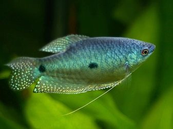 Сумісність барбусов з іншими рибами (23 фото): з ким вони вживаються в акваріумі? З якими рибками зміст суматранських барбусов небажано?