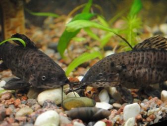 Сумісність барбусов з іншими рибами (23 фото): з ким вони вживаються в акваріумі? З якими рибками зміст суматранських барбусов небажано?