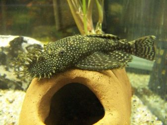 Сумісність барбусов з іншими рибами (23 фото): з ким вони вживаються в акваріумі? З якими рибками зміст суматранських барбусов небажано?