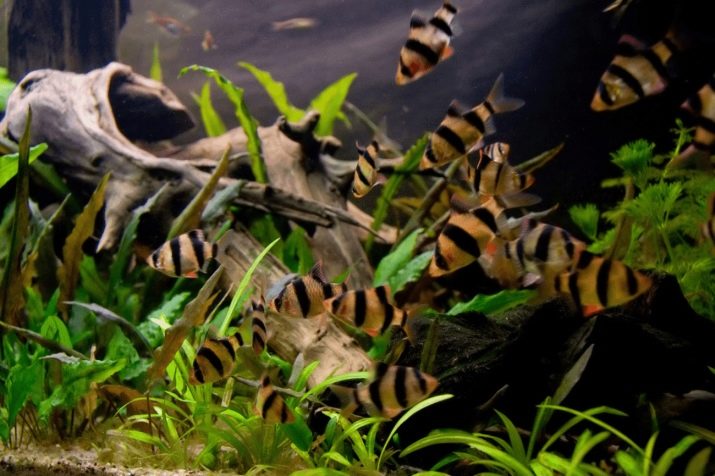 Сумісність барбусов з іншими рибами (23 фото): з ким вони вживаються в акваріумі? З якими рибками зміст суматранських барбусов небажано?