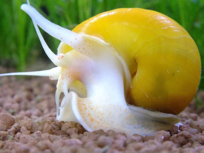 Сумісність барбусов з іншими рибами (23 фото): з ким вони вживаються в акваріумі? З якими рибками зміст суматранських барбусов небажано?