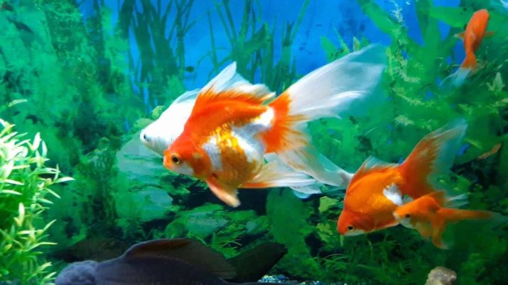 Сумісність барбусов з іншими рибами (23 фото): з ким вони вживаються в акваріумі? З якими рибками зміст суматранських барбусов небажано?