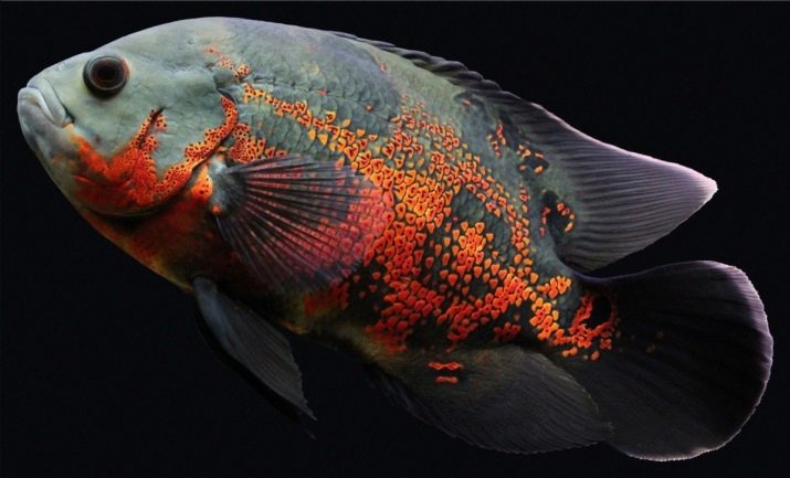 Сумісність барбусов з іншими рибами (23 фото): з ким вони вживаються в акваріумі? З якими рибками зміст суматранських барбусов небажано?