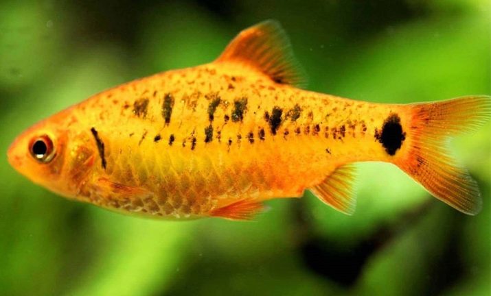 Сумісність барбусов з іншими рибами (23 фото): з ким вони вживаються в акваріумі? З якими рибками зміст суматранських барбусов небажано?