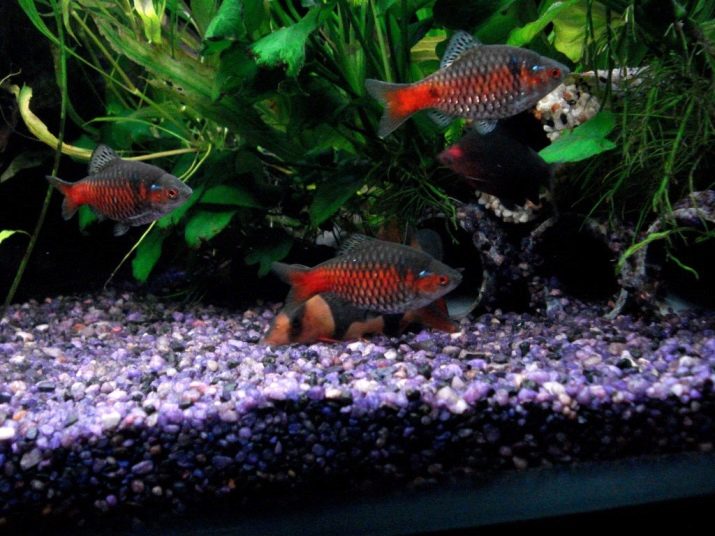 Сумісність барбусов з іншими рибами (23 фото): з ким вони вживаються в акваріумі? З якими рибками зміст суматранських барбусов небажано?