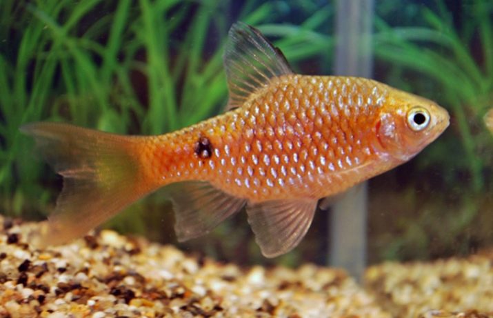 Сумісність барбусов з іншими рибами (23 фото): з ким вони вживаються в акваріумі? З якими рибками зміст суматранських барбусов небажано?