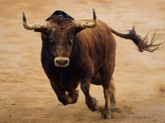 Сумісність Бика і Півня (17 фото): наскільки сумісні в любові чоловіка і жінки, народжені в ці роки за східним гороскопом?