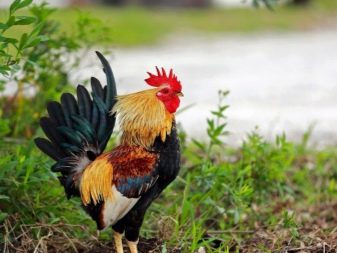 Сумісність Бика і Півня (17 фото): наскільки сумісні в любові чоловіка і жінки, народжені в ці роки за східним гороскопом?