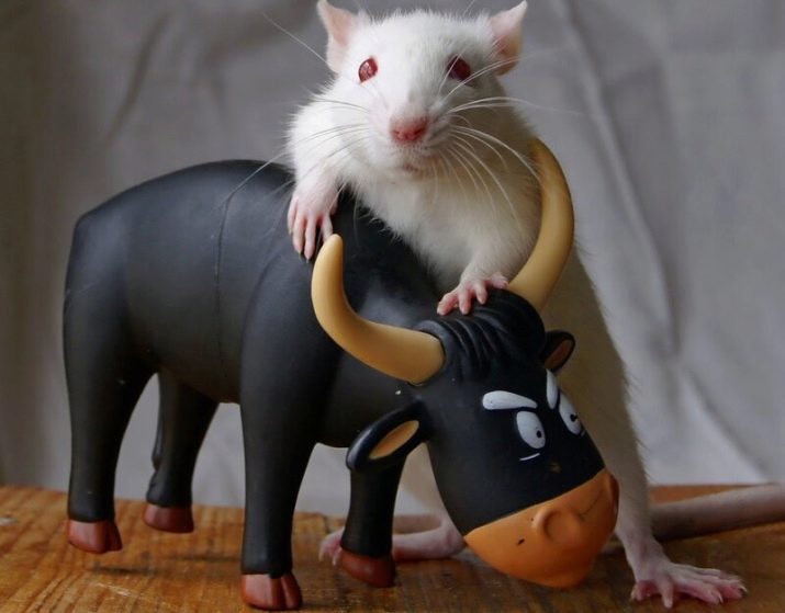 Сумісність Бика і Щури (12 фото): наскільки сумісні чоловіки і жінки в коханні та шлюбі за східним гороскопом?