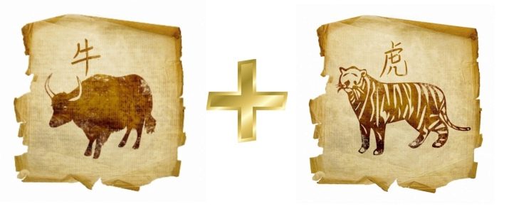 Сумісність Бика і Тигра (15 фото): наскільки сумісні чоловіки і жінки цих знаків у любові, шлюбі та інших сферах життя за східним гороскопом? Хто сильніший у відносинах?