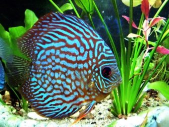 Сумісність гурамі (16 фото): з ким вживаються в акваріумі? Особливості догляду за рибками гурамі і представниками інших порід при спільному утриманні