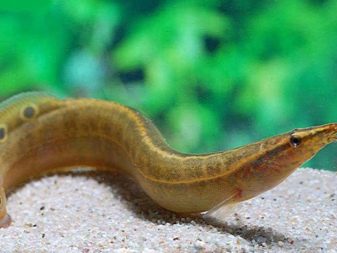 Сумісність гурамі (16 фото): з ким вживаються в акваріумі? Особливості догляду за рибками гурамі і представниками інших порід при спільному утриманні