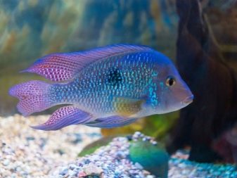 Сумісність гурамі (16 фото): з ким вживаються в акваріумі? Особливості догляду за рибками гурамі і представниками інших порід при спільному утриманні