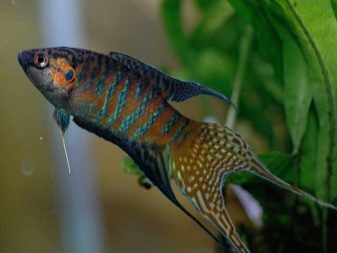 Сумісність гурамі (16 фото): з ким вживаються в акваріумі? Особливості догляду за рибками гурамі і представниками інших порід при спільному утриманні