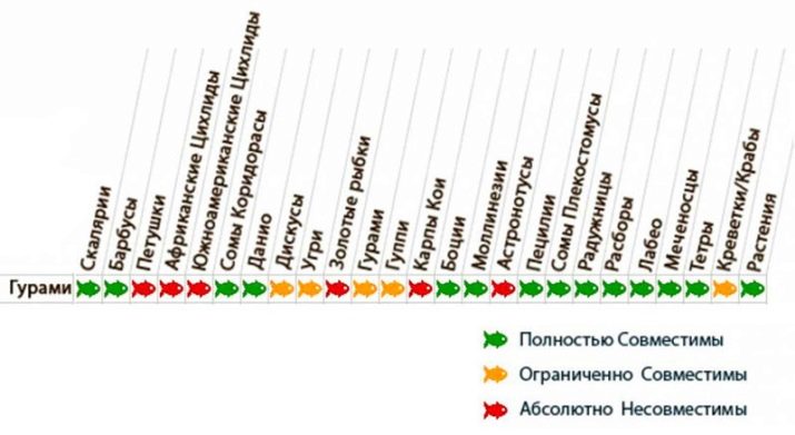 Сумісність гурамі (16 фото): з ким вживаються в акваріумі? Особливості догляду за рибками гурамі і представниками інших порід при спільному утриманні