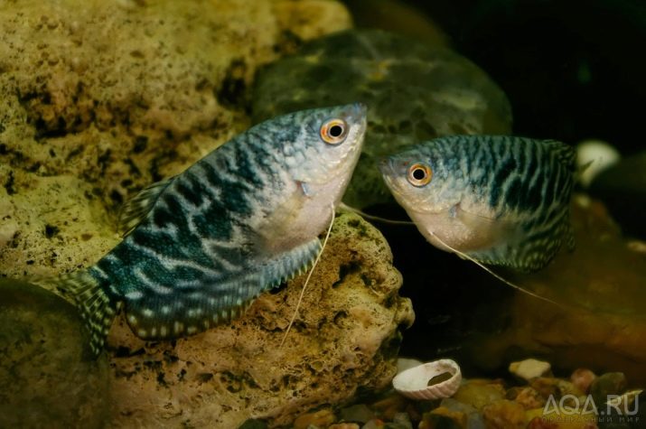 Сумісність гурамі (16 фото): з ким вживаються в акваріумі? Особливості догляду за рибками гурамі і представниками інших порід при спільному утриманні