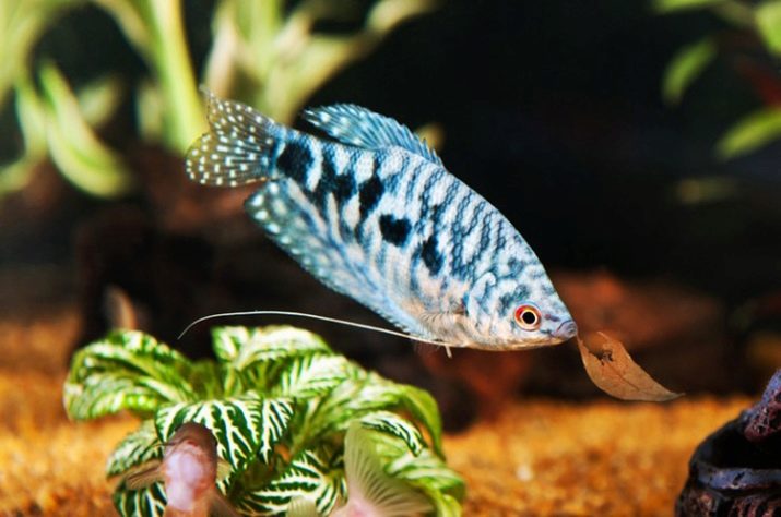Сумісність гурамі (16 фото): з ким вживаються в акваріумі? Особливості догляду за рибками гурамі і представниками інших порід при спільному утриманні