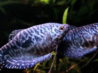 Сумісність гурамі (16 фото): з ким вживаються в акваріумі? Особливості догляду за рибками гурамі і представниками інших порід при спільному утриманні
