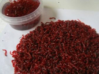 Сумісність гурамі (16 фото): з ким вживаються в акваріумі? Особливості догляду за рибками гурамі і представниками інших порід при спільному утриманні