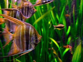 Сумісність гурамі (16 фото): з ким вживаються в акваріумі? Особливості догляду за рибками гурамі і представниками інших порід при спільному утриманні