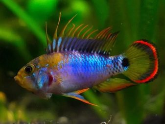 Сумісність гурамі (16 фото): з ким вживаються в акваріумі? Особливості догляду за рибками гурамі і представниками інших порід при спільному утриманні