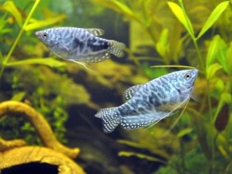 Сумісність гурамі (16 фото): з ким вживаються в акваріумі? Особливості догляду за рибками гурамі і представниками інших порід при спільному утриманні