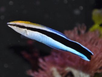 Сумісність креветок з рибками в акваріумі (24 фото): будь акваріумних риб можна поселити для спільного утримання? З ким креветки не вживаються?