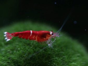 Сумісність креветок з рибками в акваріумі (24 фото): будь акваріумних риб можна поселити для спільного утримання? З ким креветки не вживаються?