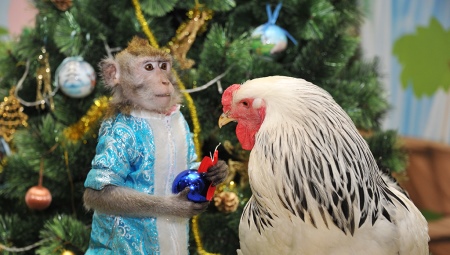 Сумісність Півнів і Мавп (12 фото): як поводяться чоловіки і жінки в любові? Чи можуть вони бути щасливі у шлюбі?