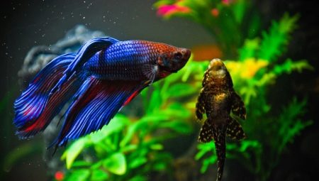 Сумісність півника з іншими рибками (19 фото): з ким уживається півник? З якими акваріумними рибами він не може жити в одному акваріумі?