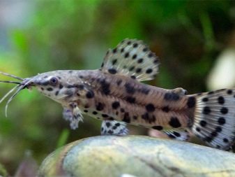 Сумісність півника з іншими рибками (19 фото): з ким уживається півник? З якими акваріумними рибами він не може жити в одному акваріумі?