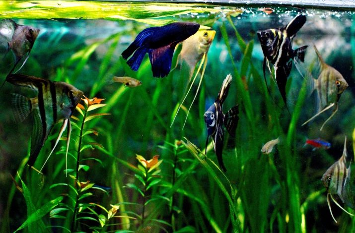 Сумісність півника з іншими рибками (19 фото): з ким уживається півник? З якими акваріумними рибами він не може жити в одному акваріумі?