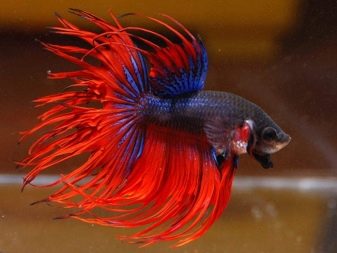 Сумісність півника з іншими рибками (19 фото): з ким уживається півник? З якими акваріумними рибами він не може жити в одному акваріумі?