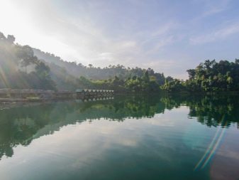 Сумісність півника з іншими рибками (19 фото): з ким уживається півник? З якими акваріумними рибами він не може жити в одному акваріумі?