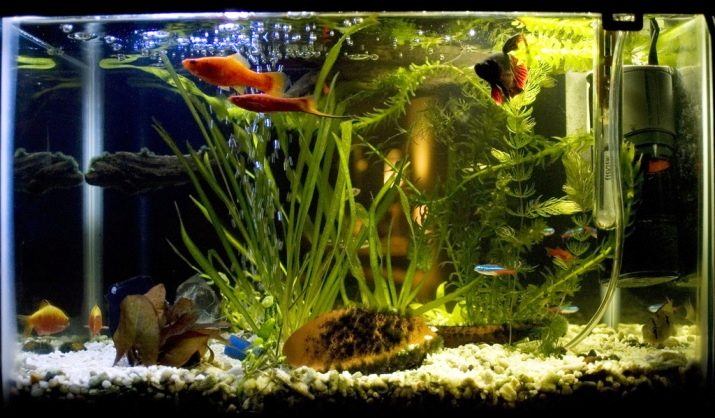 Сумісність півника з іншими рибками (19 фото): з ким уживається півник? З якими акваріумними рибами він не може жити в одному акваріумі?